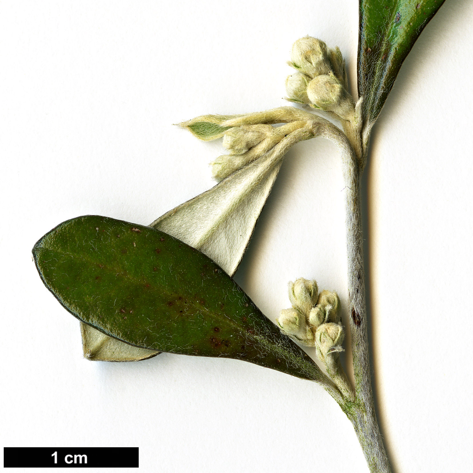 High resolution image: Family: Argophyllaceae - Genus: Corokia - Taxon: ×virgata (C.buddleioides × C.cotoneaster)